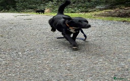 Mixed Breed dogs for adoption: Barney - Norwich norfolk  - Image 6