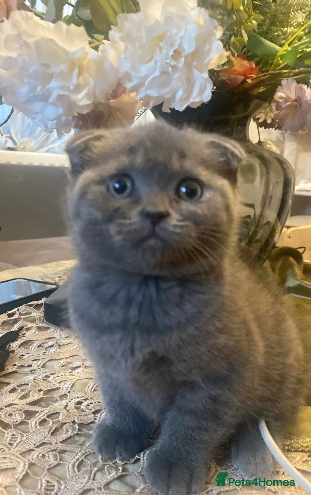 Scottish Fold cats for sale: Scottish Fold  - Advert 1