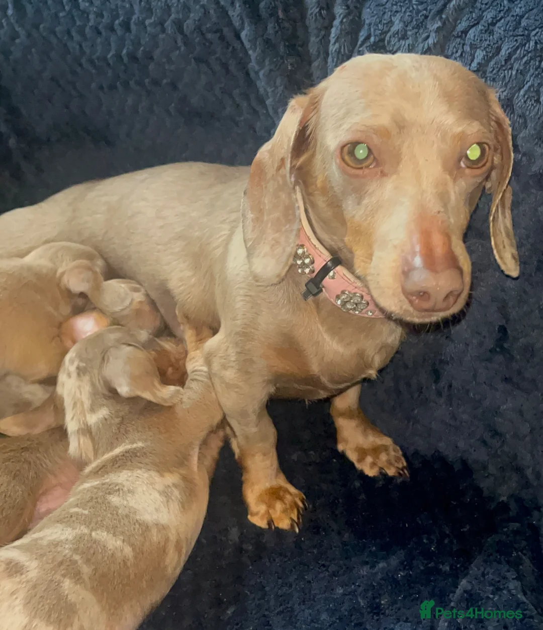 Miniature Dachshund dogs for sale: miniature dachshund pups - Advert 2