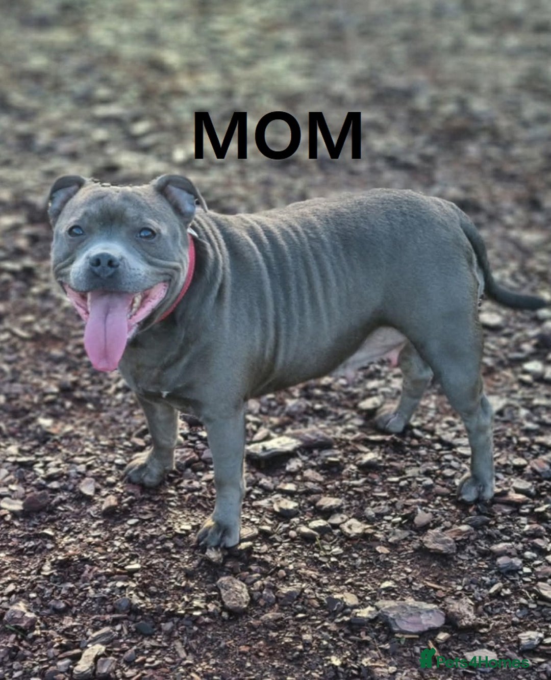 Staffordshire Bull Terrier dogs for sale: 2 female Blue Staffordshire Bull Terrier puppy KC - Image 8