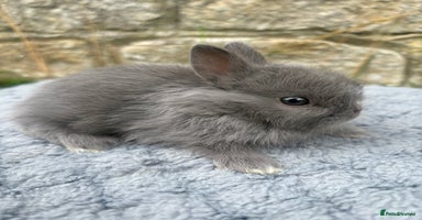 Netherland Dwarf rabbits - Advert 5