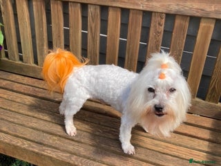 Maltese dogs in Coventry - Advert 12