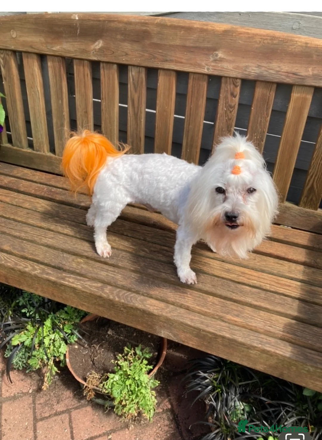 Maltese dogs for stud: Gorgeous Maltese At STUD - Not For Sale in Coventry - Advert 1