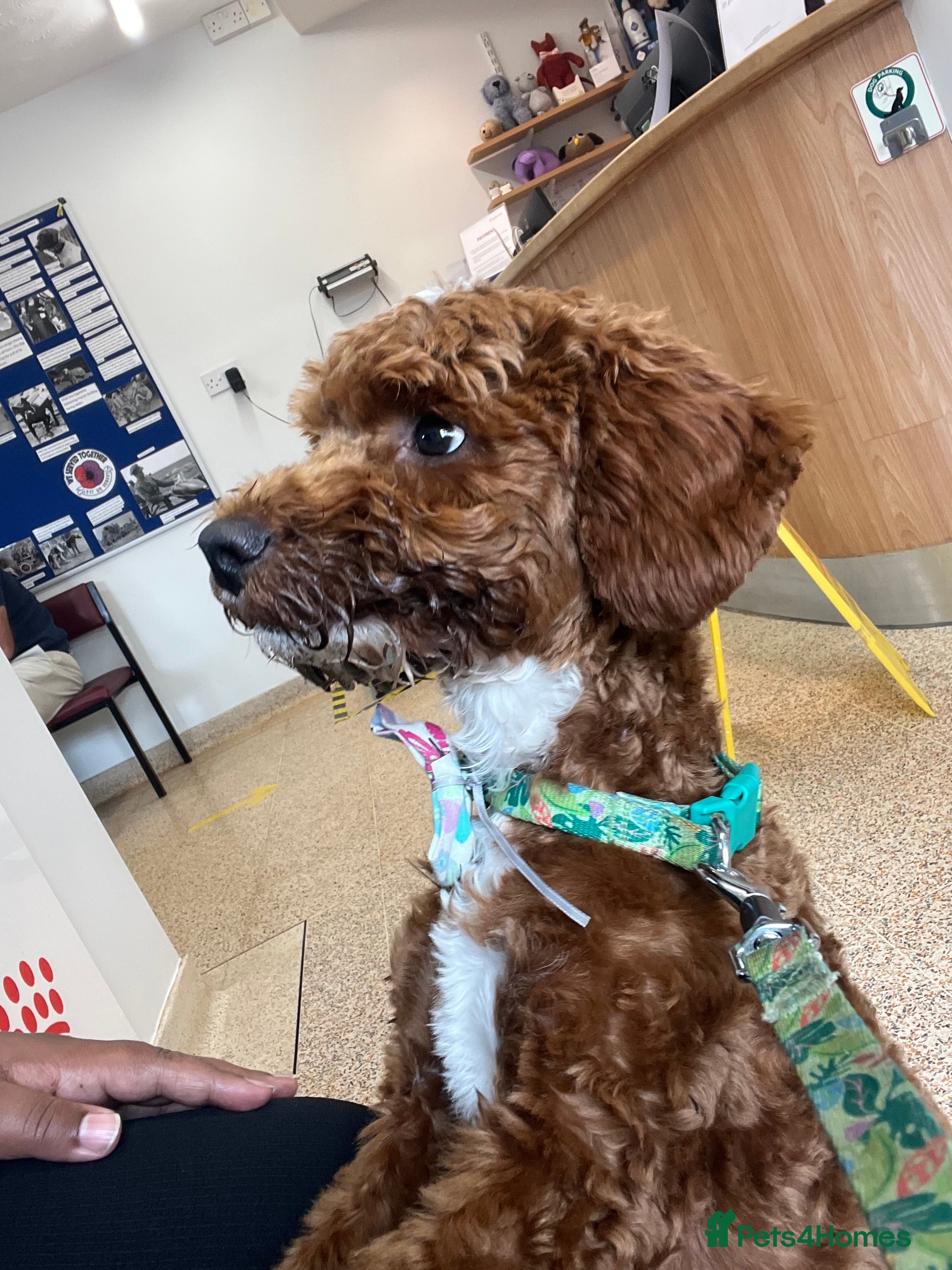 Cockapoo dogs Red & White Cockapoo (Male) - Advert 1