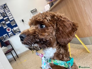 Cockapoo dogs Red & White Cockapoo (Male) - Advert 1