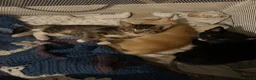 Mixed Breed cats for sale: 2 GORGEOUS GIRLS URGENTLY NEEDING HOMES - Advert 14