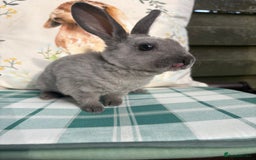 Rex rabbits for sale: Gorgeous mini Rex rabbits  - Image 8
