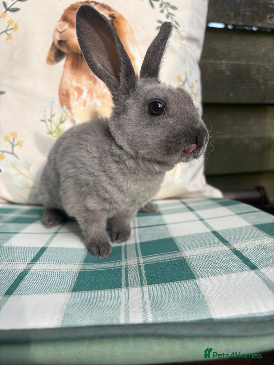 Rex rabbits for sale: Gorgeous mini Rex rabbits  - Image 8