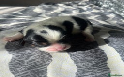 Cavalier King Charles Spaniel dogs for sale: 4 beautiful chunky puppies. 4 days old - Image 10
