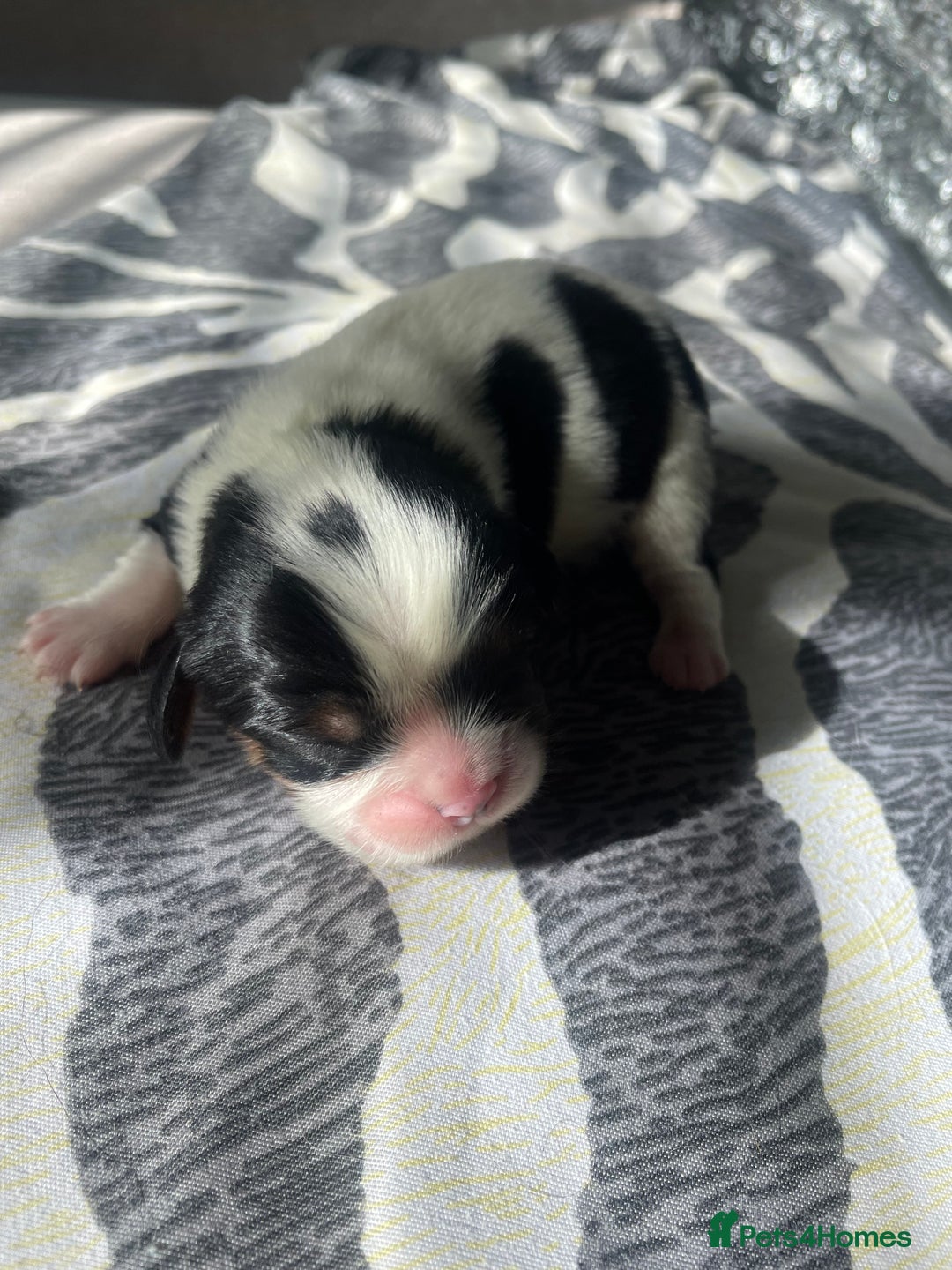 Cavalier King Charles Spaniel dogs for sale: 4 beautiful chunky puppies. 4 days old - Image 10