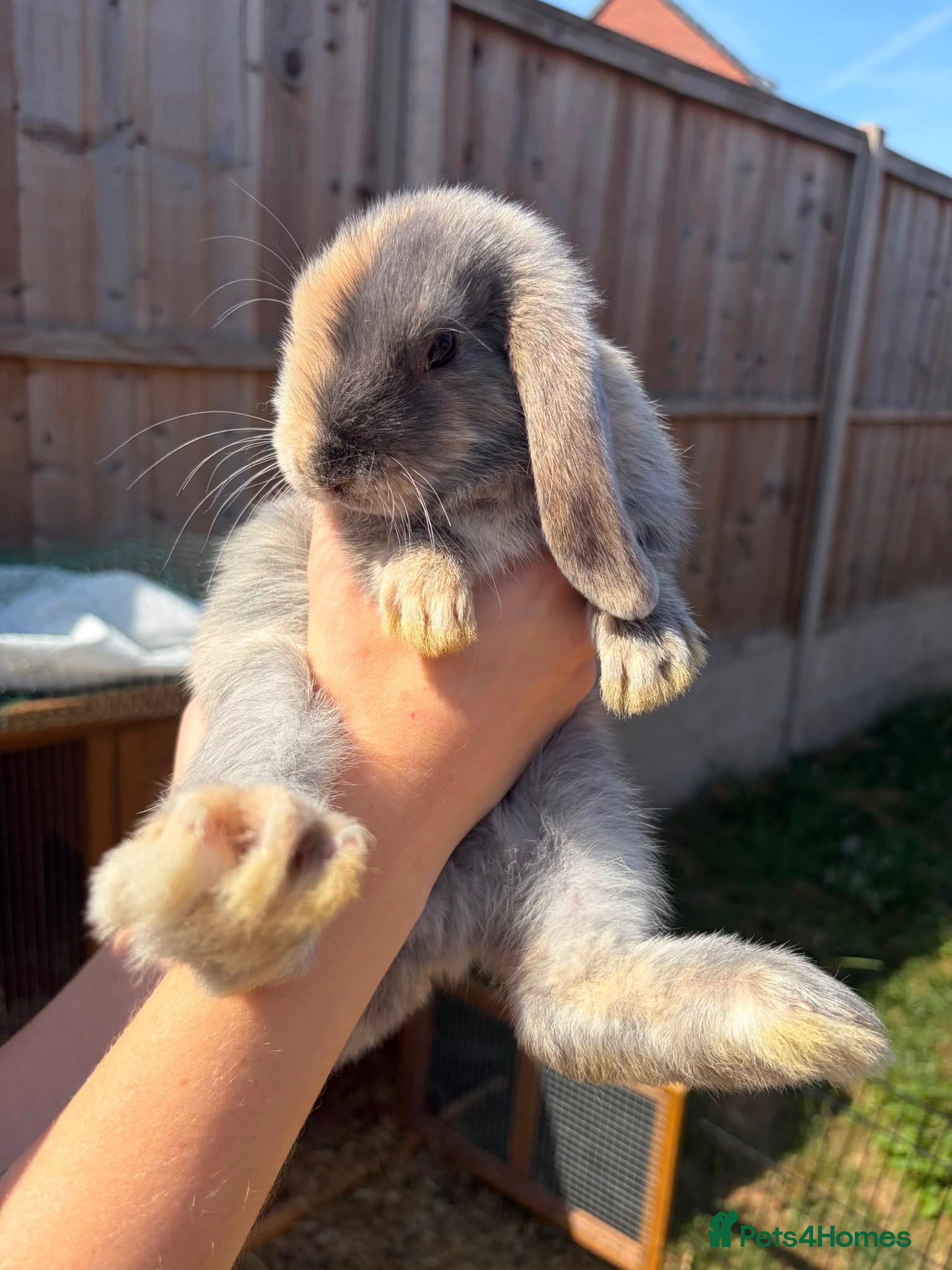 Mini Lop rabbits Harlequin Mini Lops  - Advert 1