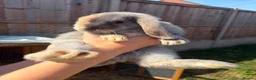 Mini Lop rabbits for sale: Harlequin Mini Lops  in Chesterfield - Advert 1