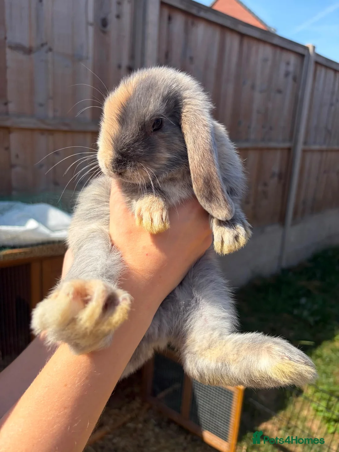 Mini Lop rabbits for sale: Harlequin Mini Lops  in Chesterfield - Advert 1