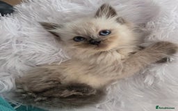 Siberian cats for sale: GCCF champion bloodline siberian nevas - Image 8