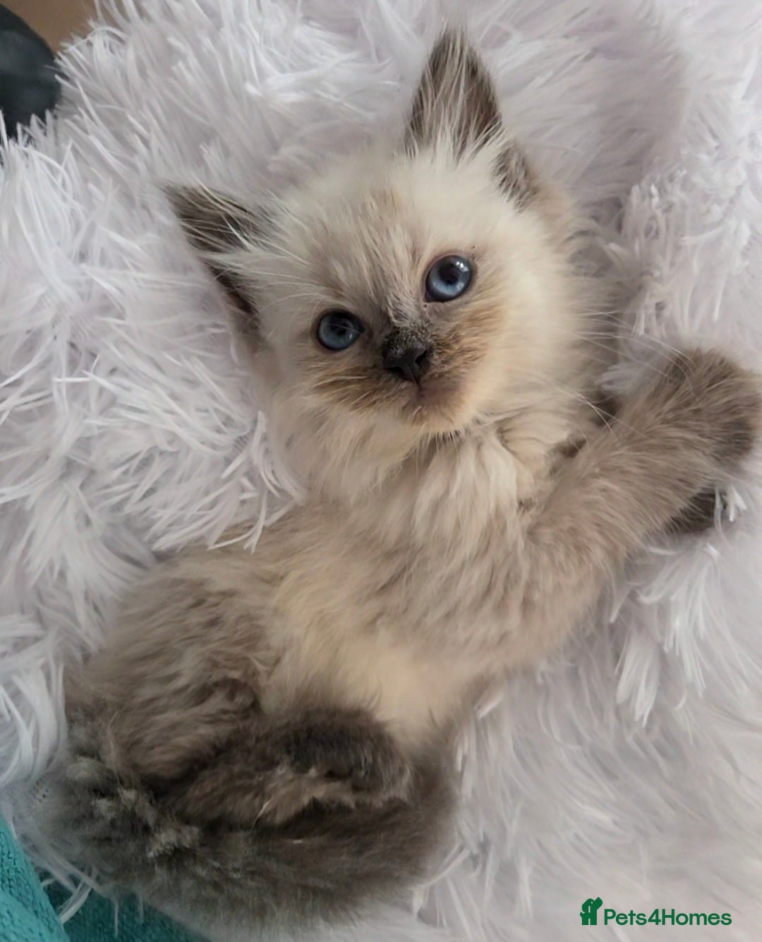 Siberian cats for sale: GCCF champion bloodline siberian nevas - Image 8