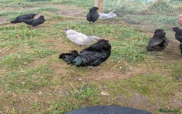Chickens poultry for sale: Welsummer,Silver Laced Wyndottes,Lemon PyleBrahmas in Boston - Image 1
