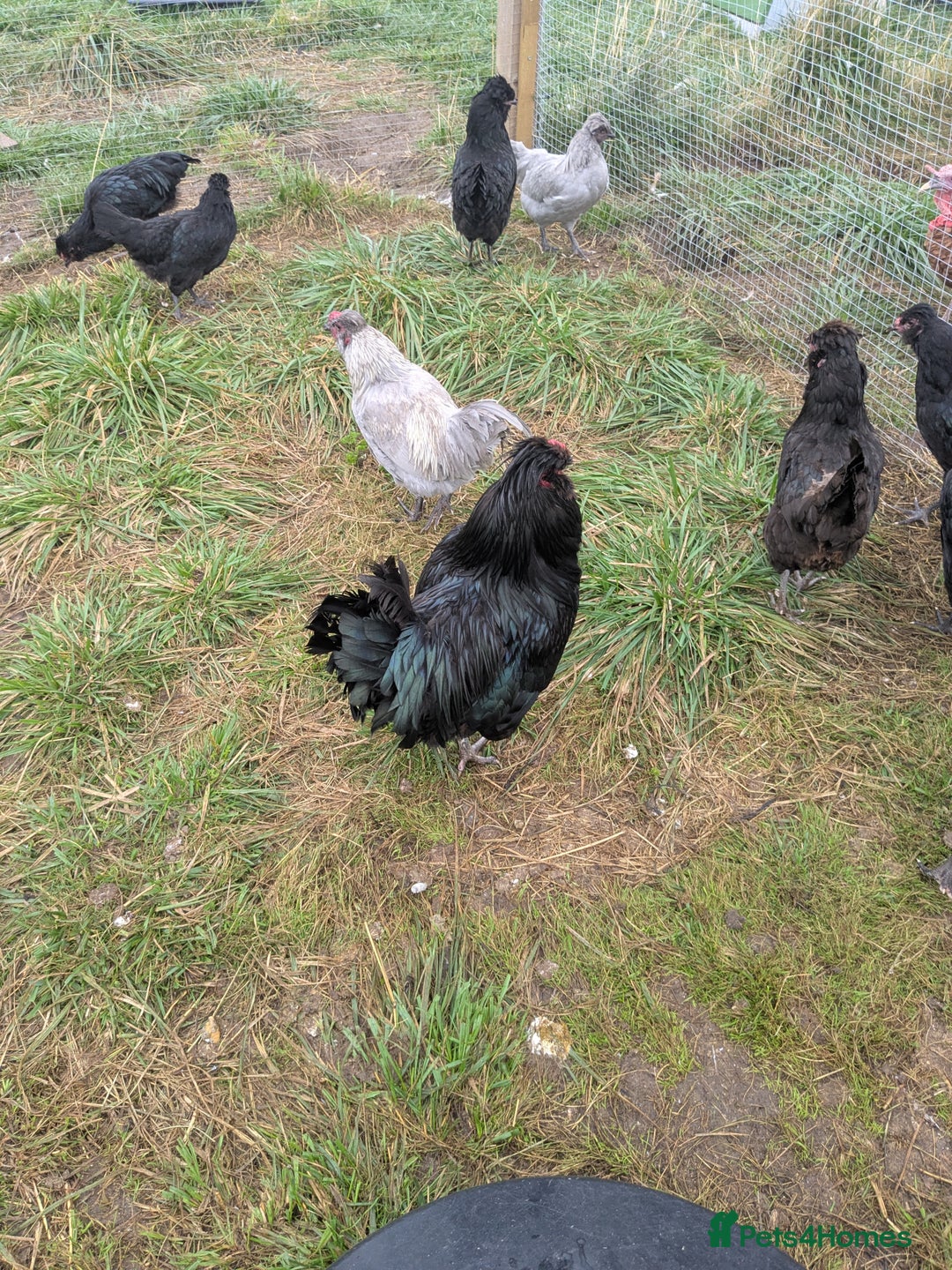 Chickens poultry for sale: Welsummer,Silver Laced Wyndottes,Lemon PyleBrahmas in Boston - Image 1