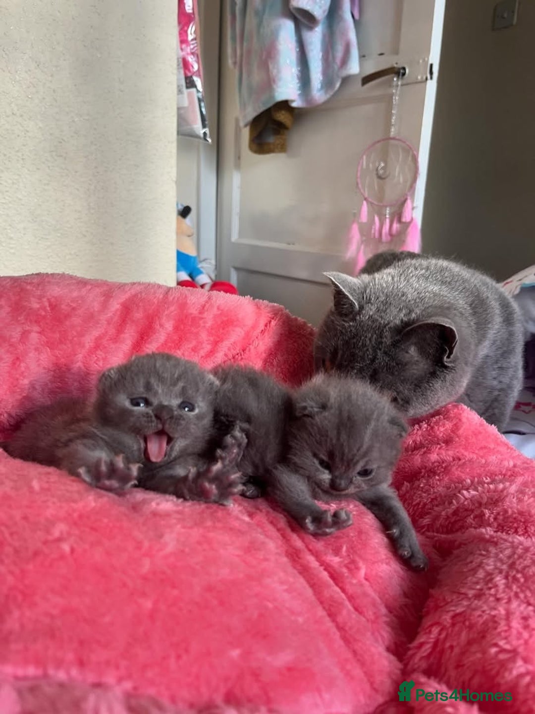 British Shorthair cats for sale: GCCF Due! British Shorthair Kittens in Salford - Image 5