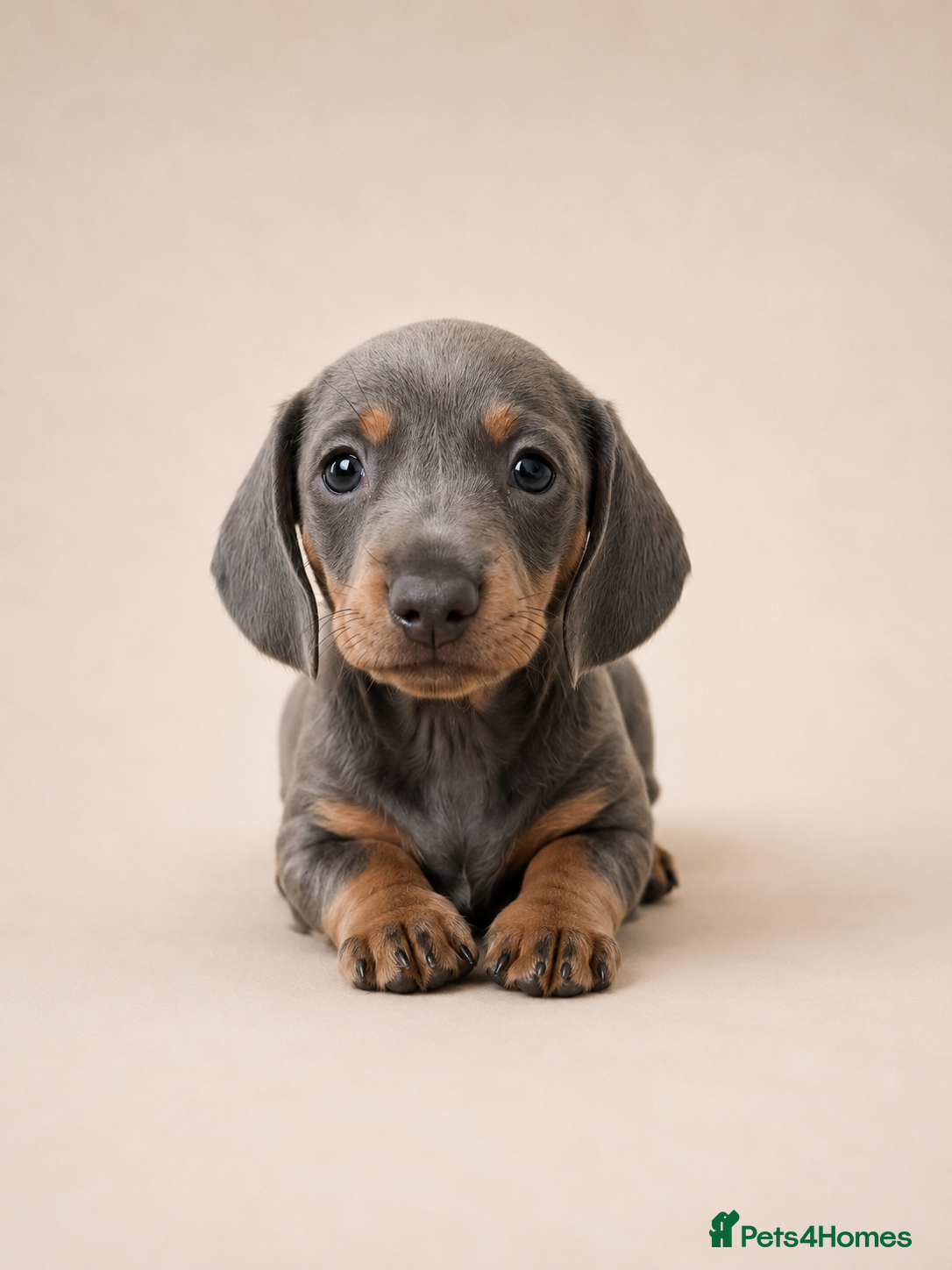 Miniature Dachshund dogs Kc reg miniature smooth haired dachshund  - Advert 4