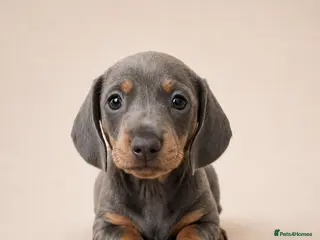 Miniature Dachshund dogs Kc reg miniature smooth haired dachshund - Advert 4