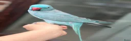 Ringnecks birds for sale: Ringneck Friendly  for sale in Heckmondwike - Advert 1