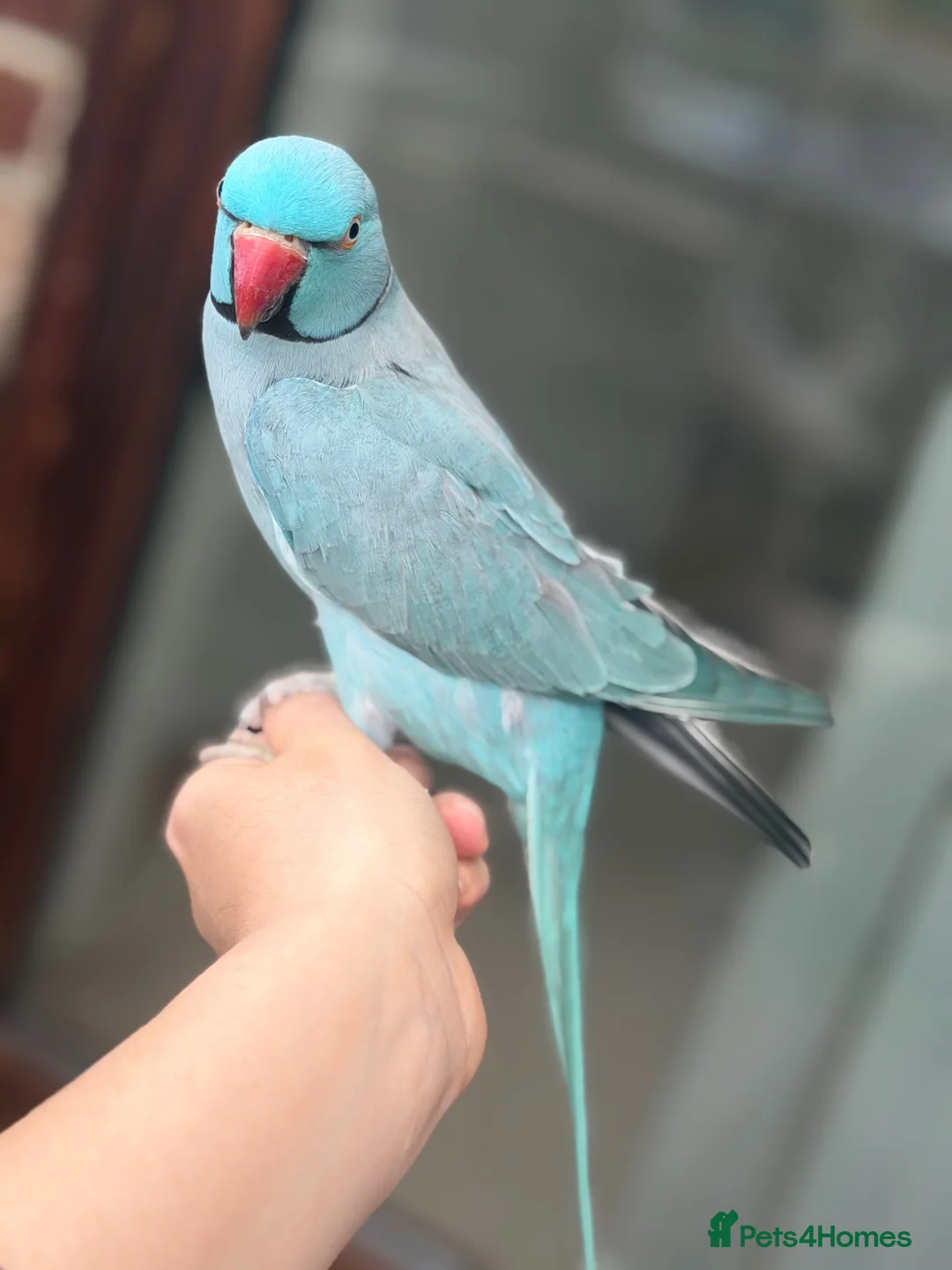 Ringnecks birds for sale: Ringneck Friendly  for sale in Heckmondwike - Advert 1