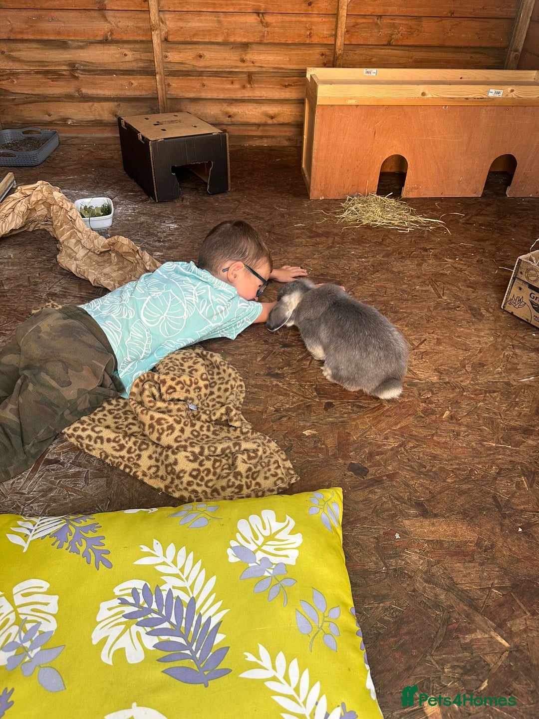 Mini Lop rabbits for sale: 🖤🩶🤎 Gorgeous Pure Bred Mini Lops 🖤🩶🤎 - Advert 25