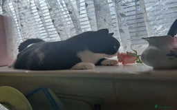 Mixed Breed cats for sale: Black and white loving girl cat 💗 - Image 4