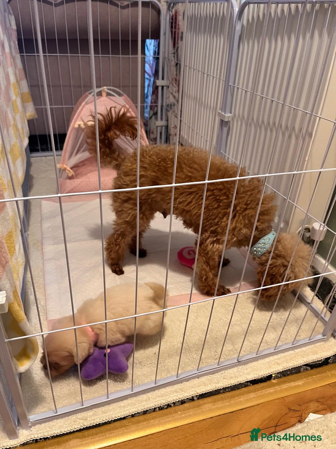 Maltipoo dogs for sale: Tea cup/ pocket puppy Maltipoo girl 🩷 - Image 21