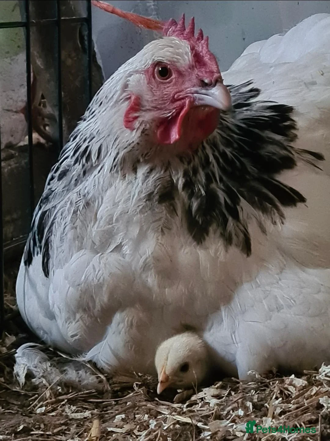 Chickens poultry for sale: Light sussex and Burford brown  - Advert 2