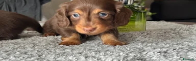 Miniature Dachshund Puppy 4