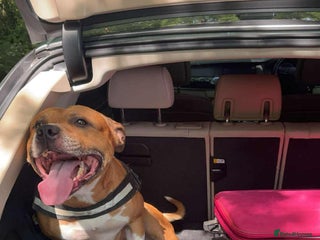 American Bull Staffy dogs - Advert 2