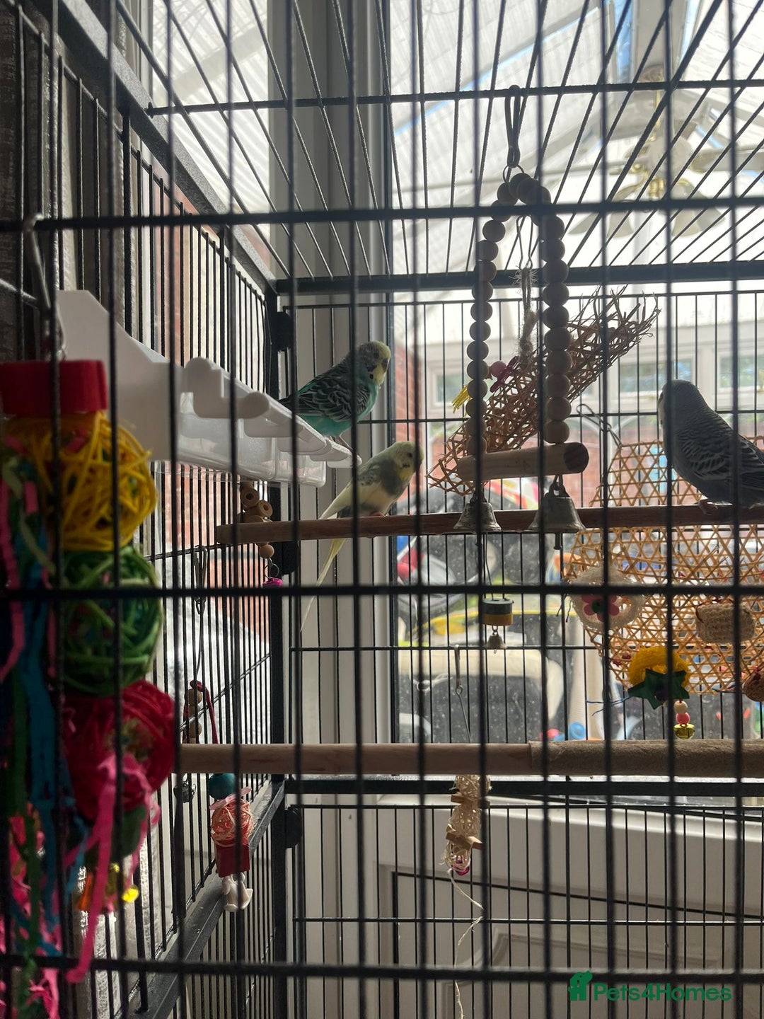 Budgerigars birds for sale: Budgies for sale  - Image 9
