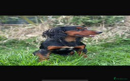 Cocker Spaniel dogs for sale: English Cocker spaniel puppies  - Image 2