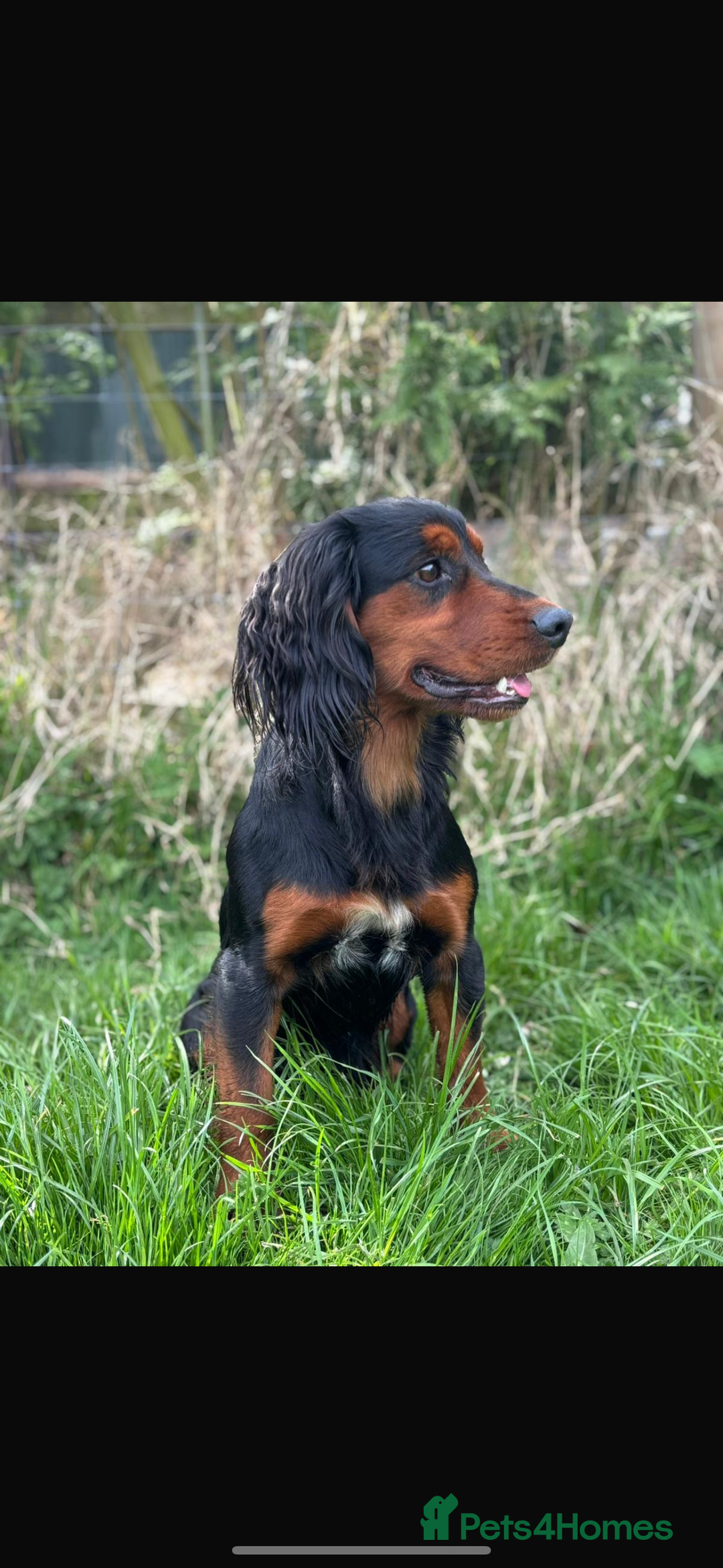 Cocker Spaniel dogs for sale: English Cocker spaniel puppies  - Image 2