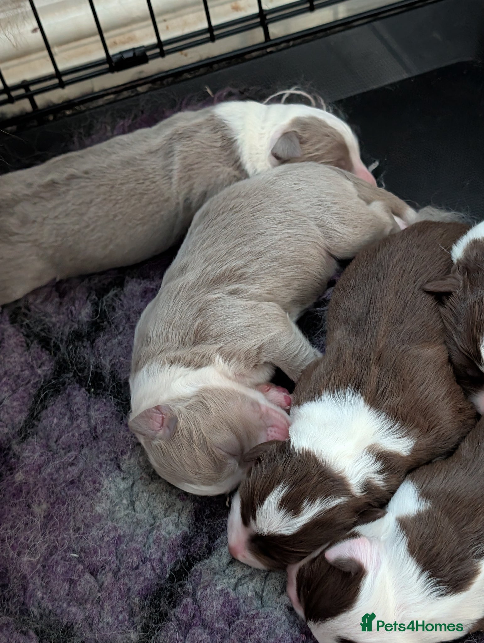Border Collie dogs Lilac and red border collies - Advert 2