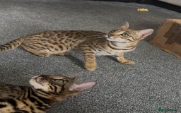 Bengal cats for sale: Intensively socialised bengal kittens - lap cats! in Scunthorpe - Image 13