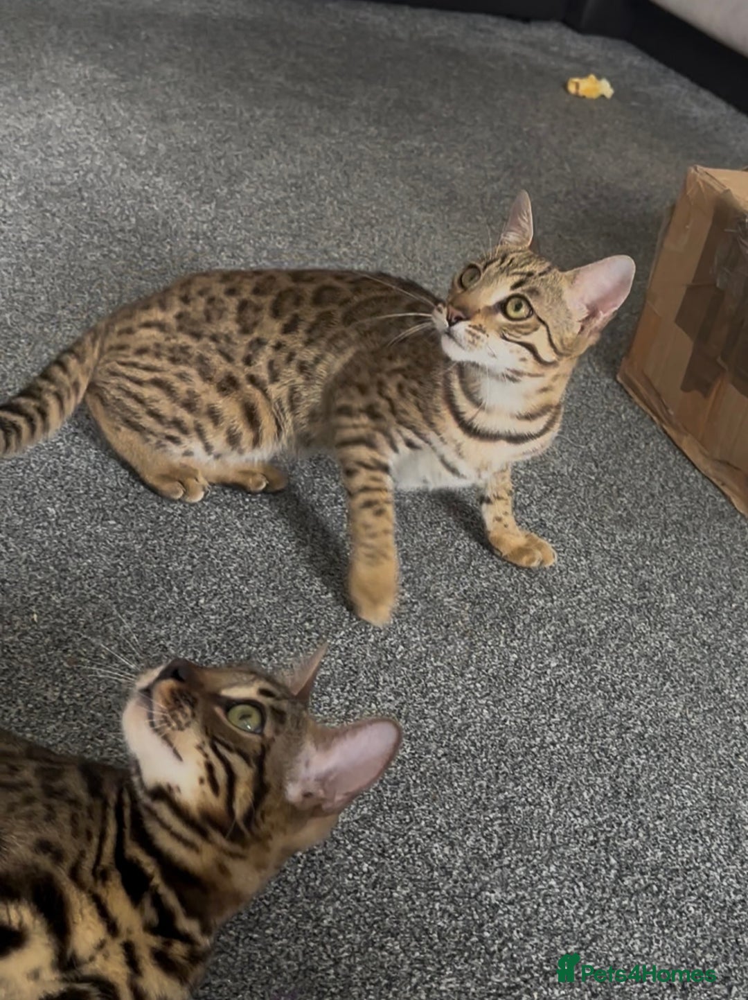 Bengal cats for sale: Intensively socialised bengal kittens - lap cats! in Scunthorpe - Image 13
