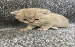British Shorthair cats for sale: Gorgeous British shorthair kittens  - Image 11