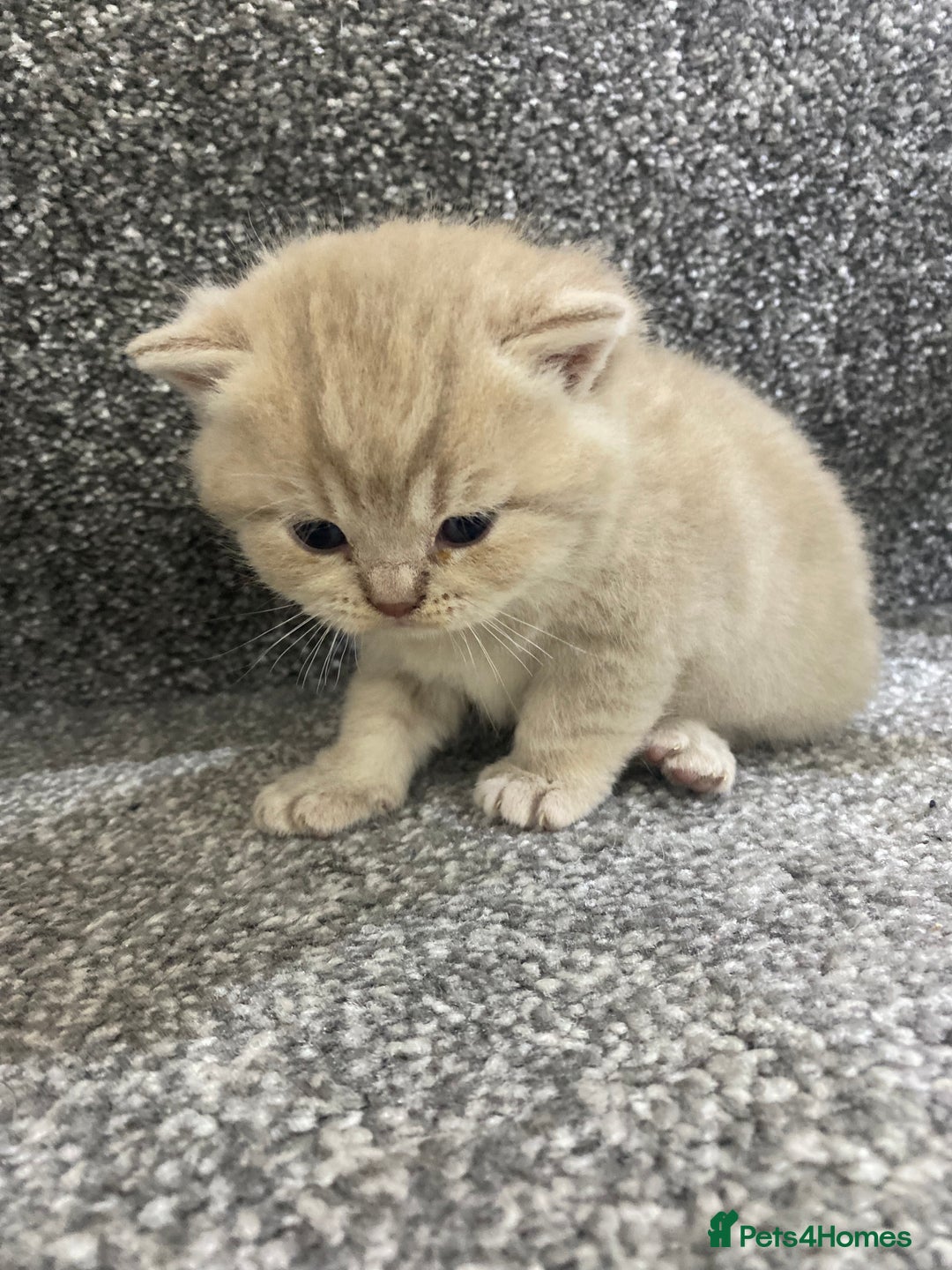 British Shorthair cats for sale: Gorgeous British shorthair kittens  - Image 11