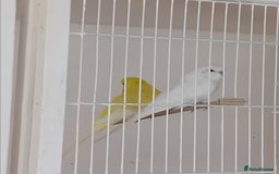 Budgerigars birds for sale: Budgies  - Advert 14