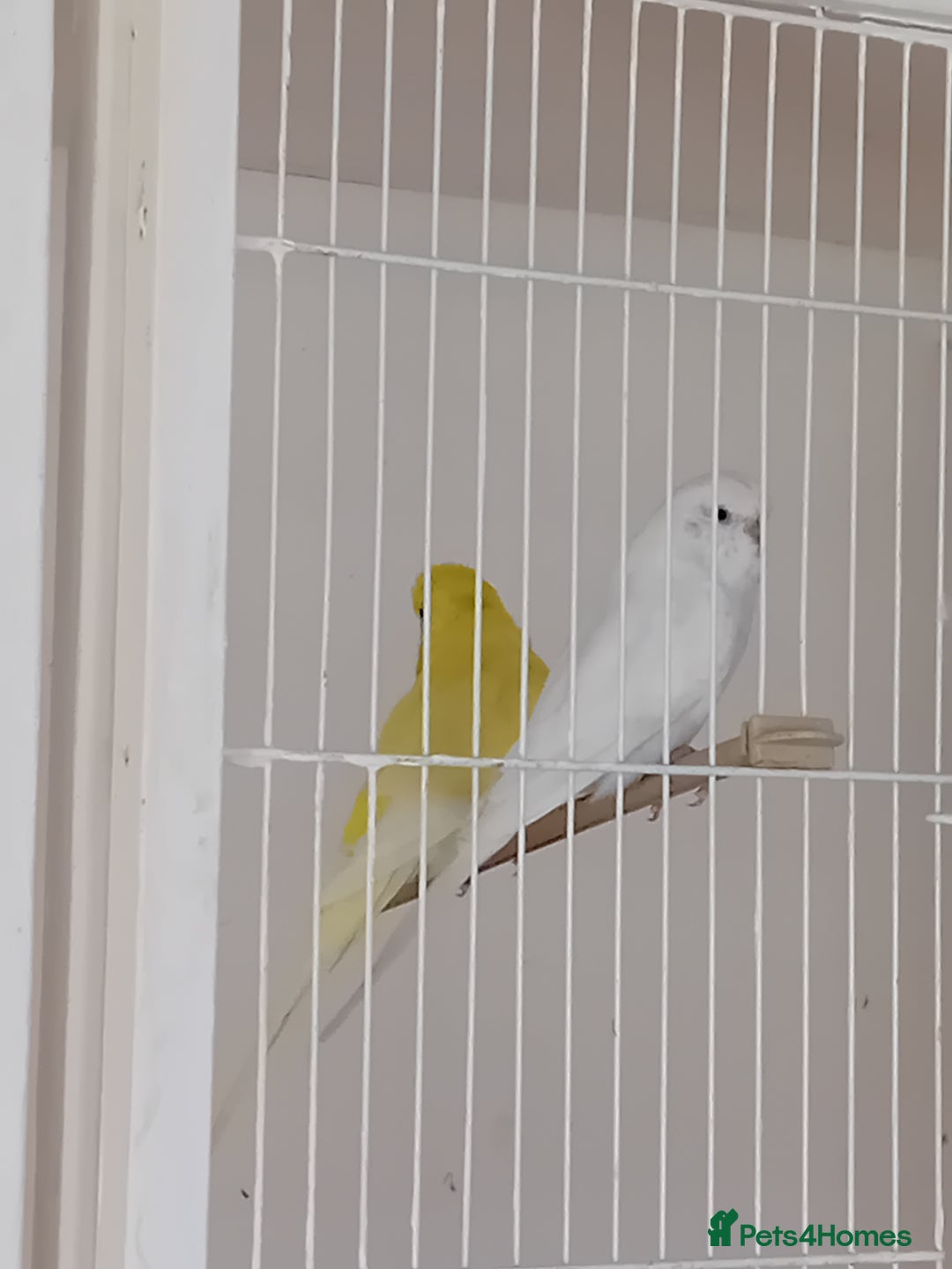 Budgerigars birds for sale: Budgies  - Advert 14