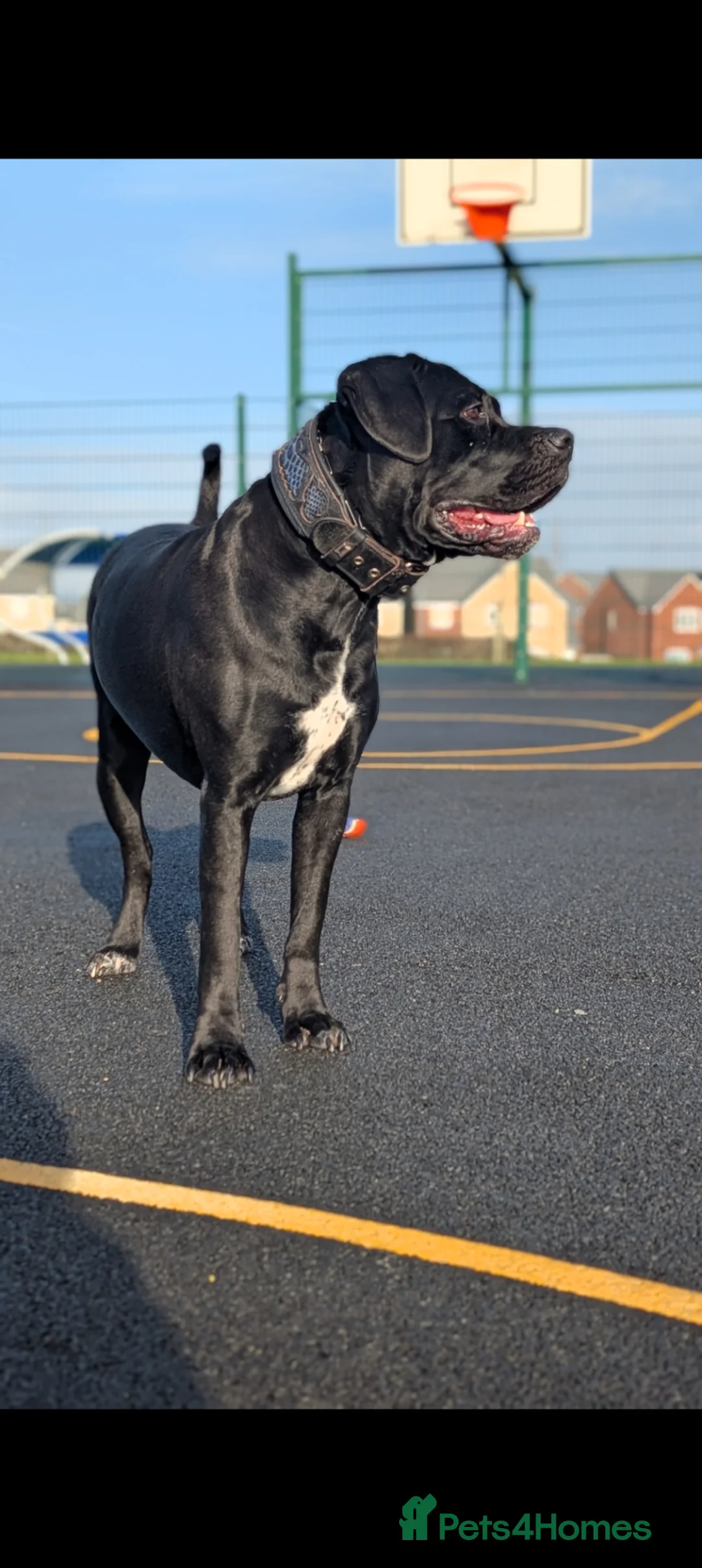 Cane Corso dogs for sale: 2 year old cane corso - Advert 2
