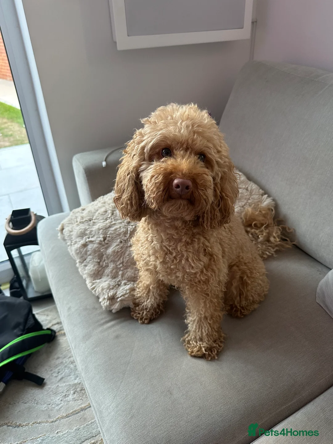 Toy Poodle dogs for sale: Mika- toy poodle  - Advert 2