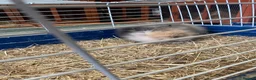 Lionhead rabbits for sale: Rare Tri Coloured Double Main Lionhead Bunny  - Advert 5