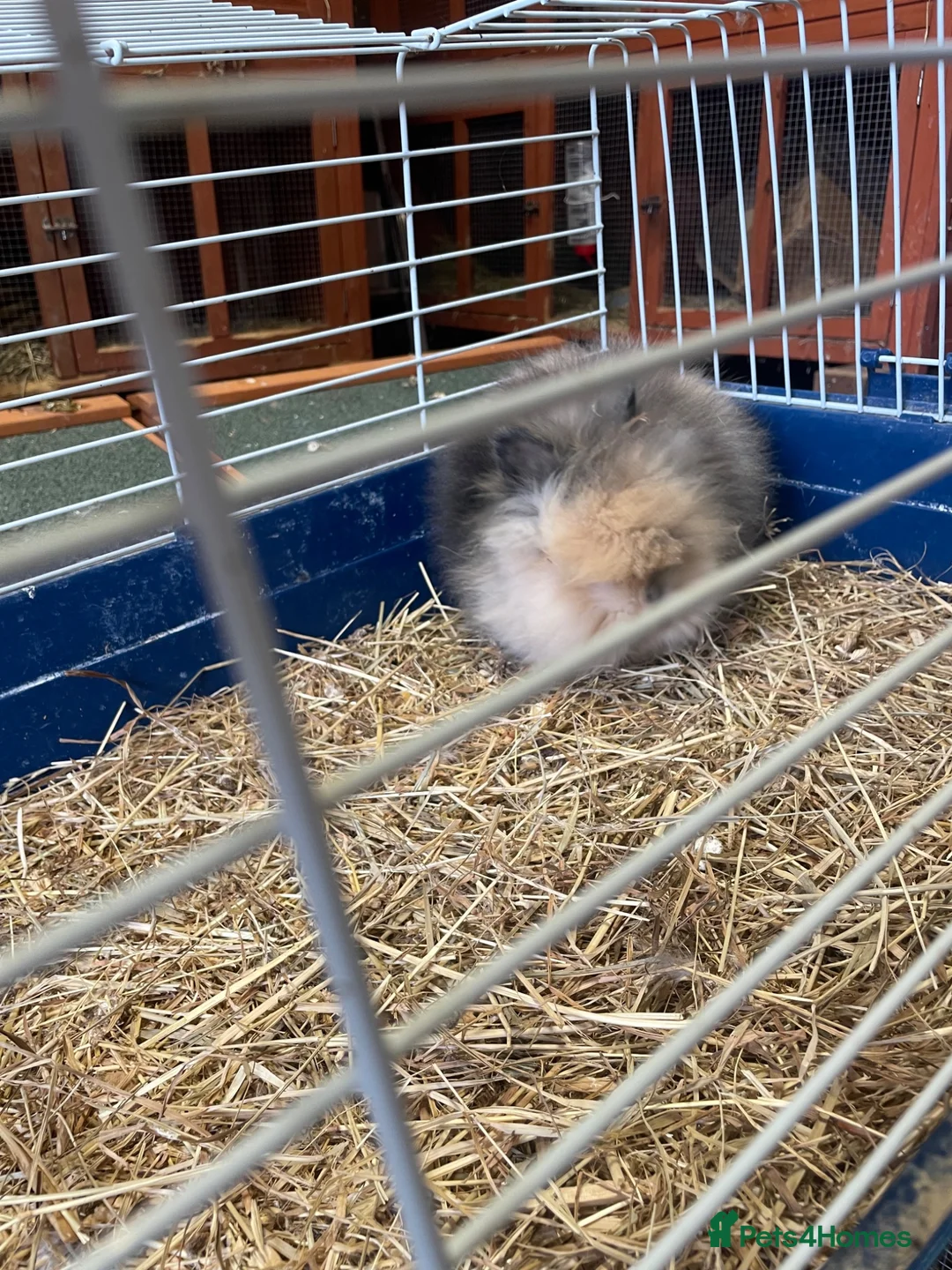 Lionhead rabbits for sale: Rare Tri Coloured Double Main Lionhead Bunny  - Advert 5