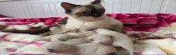 Ragdoll cats for sale: Ragdolks kittens-Reservation open😻😺🩵❤️ - Advert 13