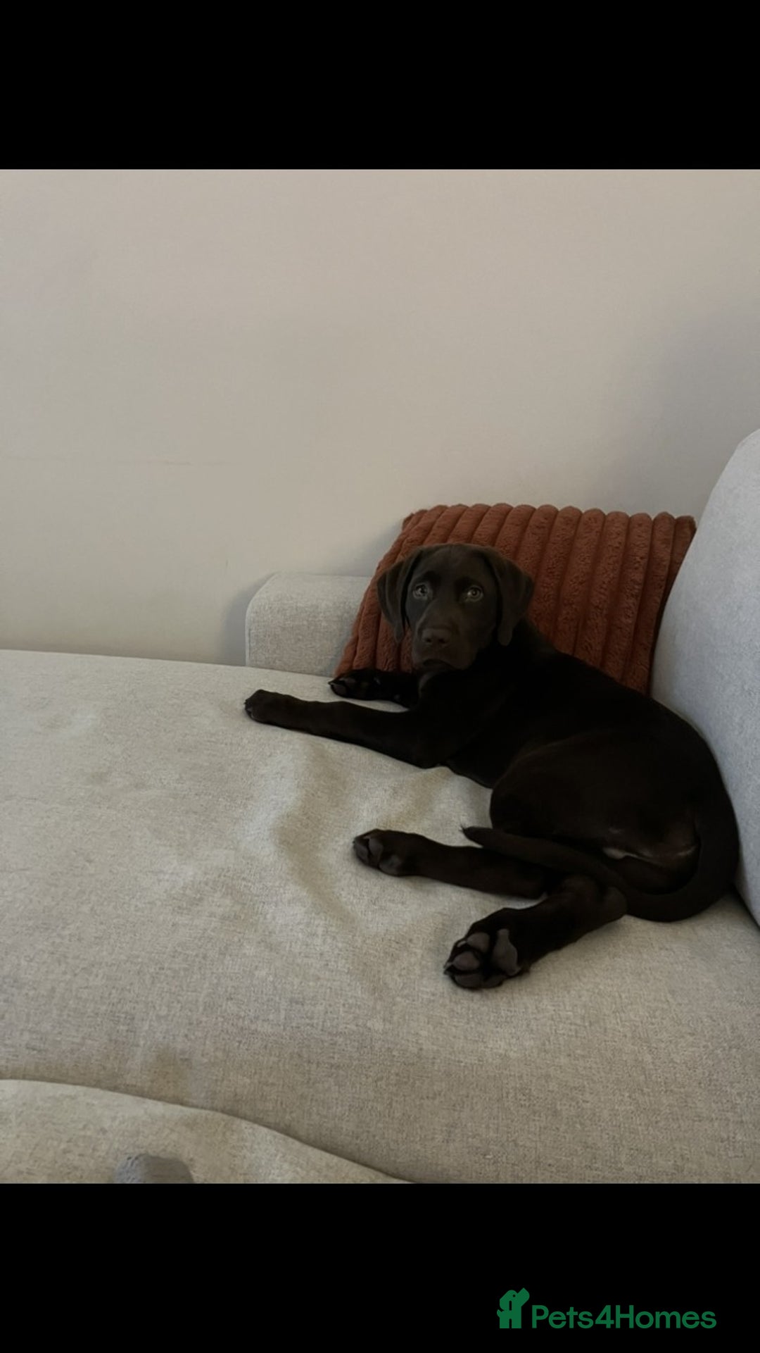 Labrador Retriever dogs for sale: Perfect Puppy  - Advert 3