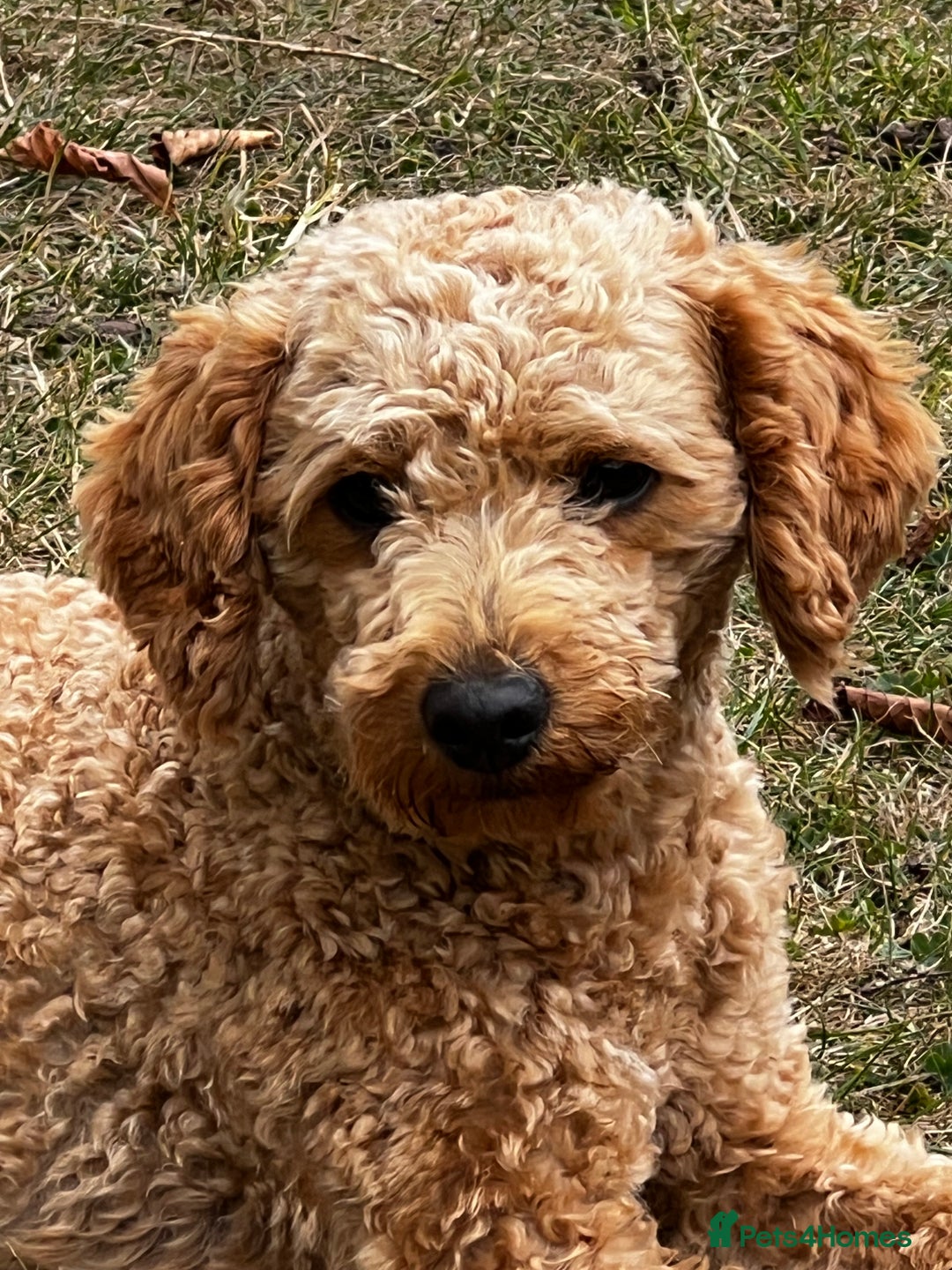 Toy Poodle dogs for stud: KC Registered Red Toy Poodle Fully DNA Tested in Radstock - Image 2