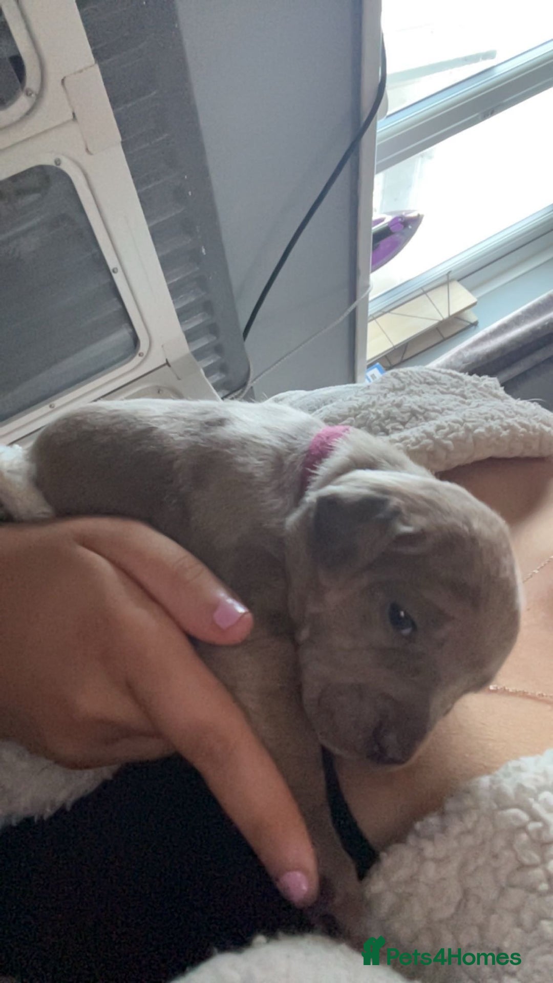 Mixed Breed dogs for sale: Beautiful pups  - Advert 22